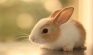 聪明兔兔能够听懂人的语言吗