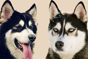 阿拉斯加雪橇犬和哈士奇的区别