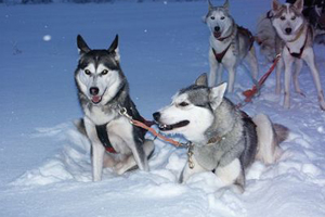 阿拉斯加雪橇犬哈士奇区别是什么