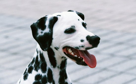 斑点狗为什么禁养 斑点狗被禁养是怎么回事