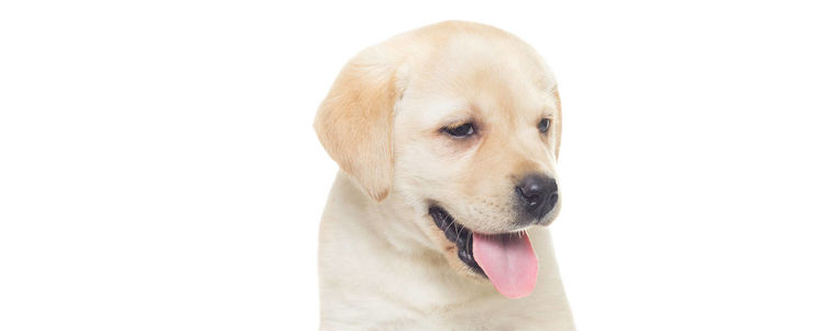 博美犬可以吃蛋黄吗 吃多少，你知道吗？