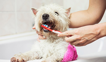 狗狗洗牙全身麻醉有危险吗
