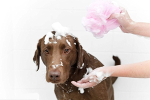 冬天怎么给狗狗洗澡