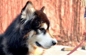 阿拉斯加雪橇犬怎么美容 阿拉斯加美容注意事项