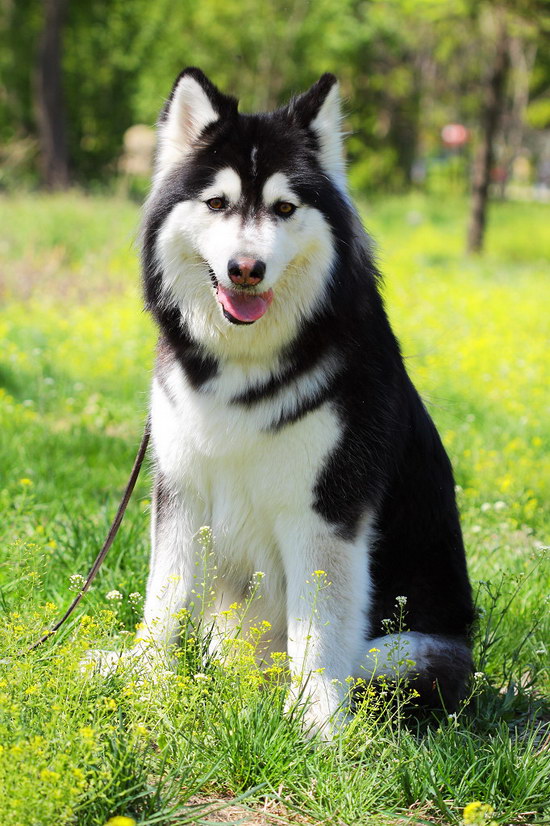 阿拉斯加犬怎么养 阿拉斯加雪橇犬养殖方法