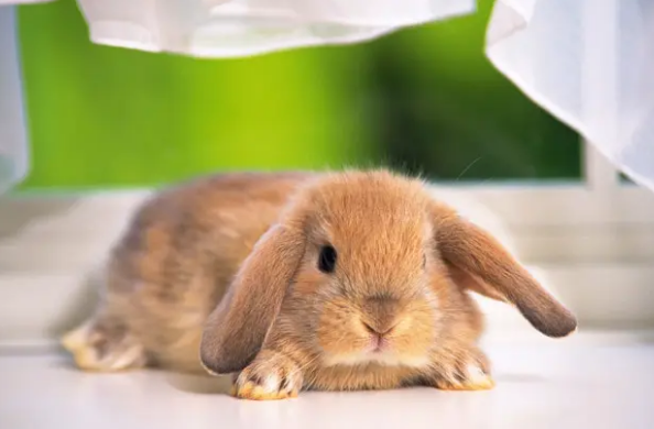 兔子适合当宠物养吗,家养兔子需要注意些什么