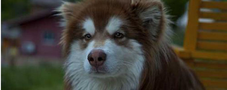 阿拉斯加雪橇犬什么时候绝育好 狗绝育的好处和坏处